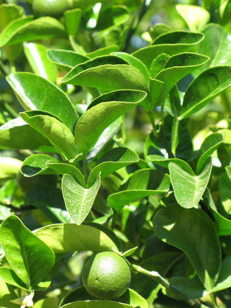              Sun leaves (Riverside, CA)       